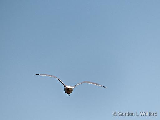 Gull In Flight_DSCF4573.jpg - Photographed at Smiths Falls, Ontario, Canada.